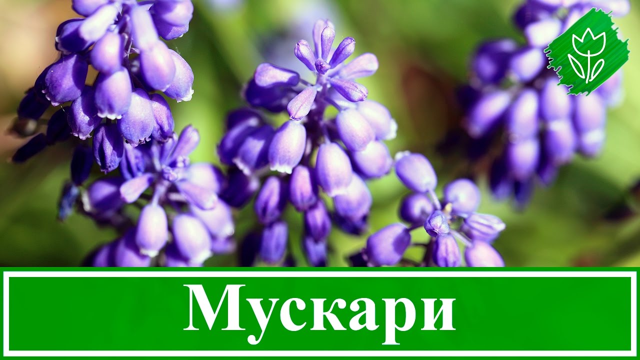 Схема посадки мускари