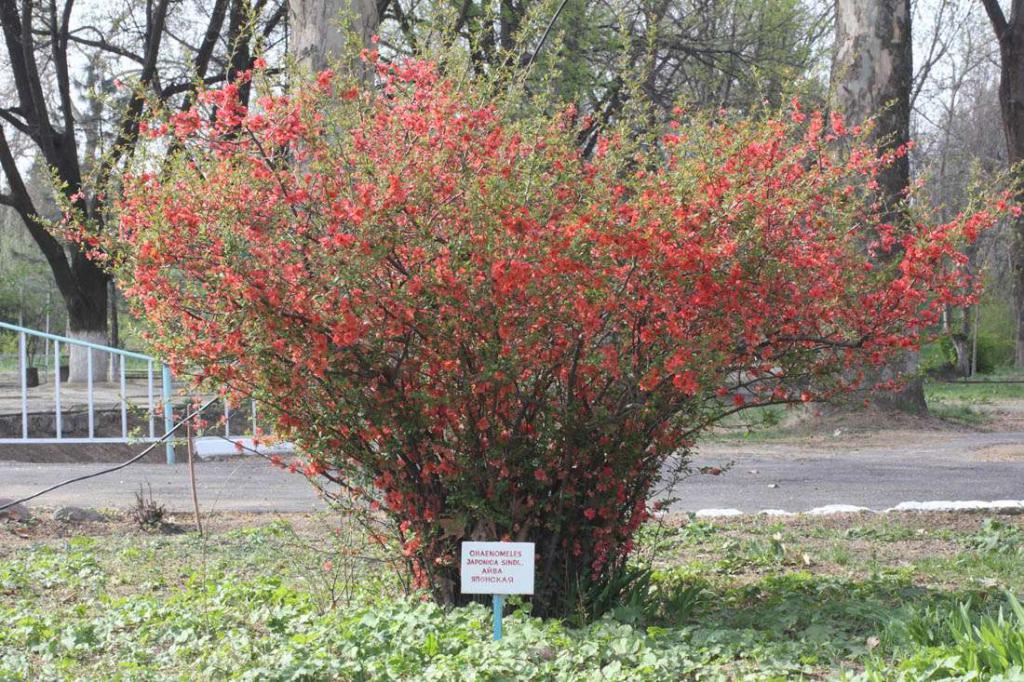 Деревья для сада декоративные с названиями фото в краснодарском крае